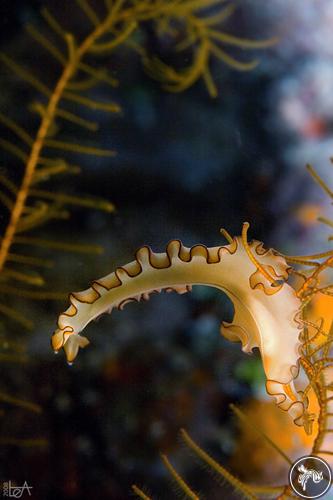 Maiazoon sp. from Wakatobi, Indonesia