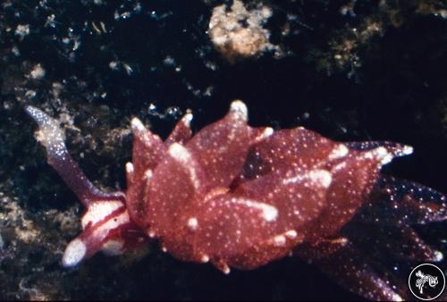 Hermaea oliviae from British Columbia, Canada