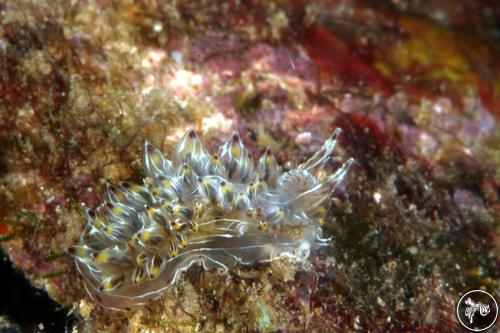 Janolus toyamensis from Oahu, Hawaii, USA