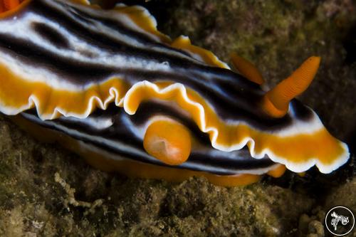 Chromodoris magnifica from Indonesia