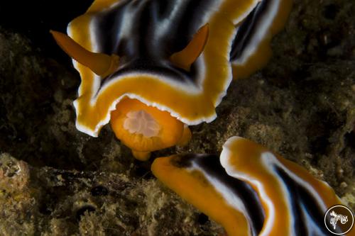 Chromodoris magnifica from Indonesia