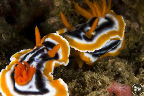 Chromodoris magnifica from Indonesia