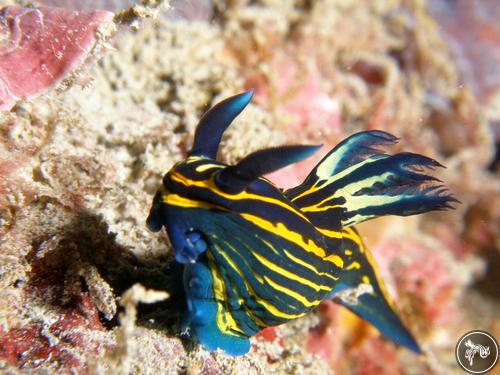 Tyrannodoris luteolineata from Taiwan