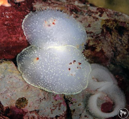 Acanthodoris nanaimoensis from British Columbia, Canada