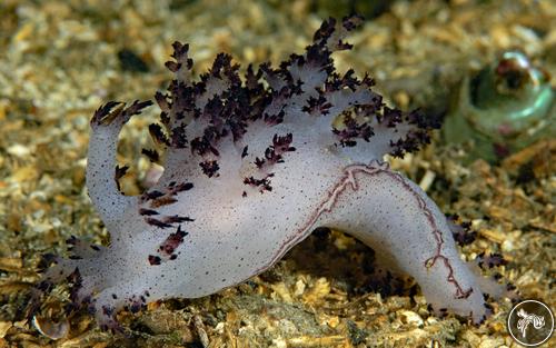 Dendronotus rufus from British Columbia, Canada