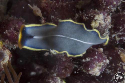 Cycloporus venetus from Mabul, Malaysia