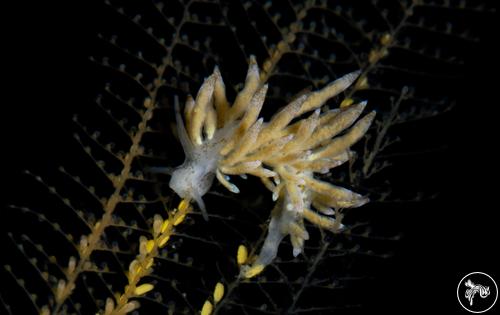 Eubranchus rustyus from British Columbia, Canada