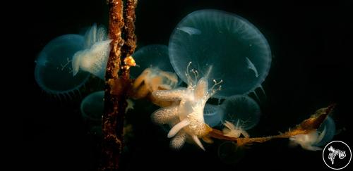 Melibe leonina from British Columbia, Canada