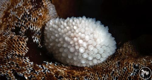 Onchidoris muricata from Canada