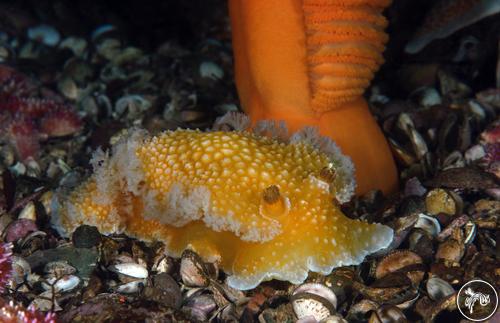 Tochuina gigantea from British Columbia, Canada