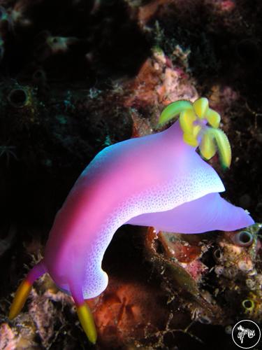 Hypselodoris apolegma from Taiwan