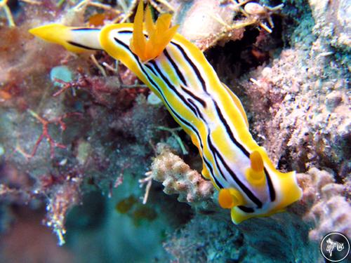 Chromodoris hamiltoni from Taiwan