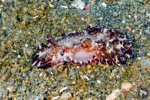 Discodoris boholiensis from Indonesia