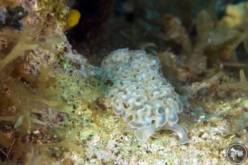 Elysia crispata from Cayman Islands