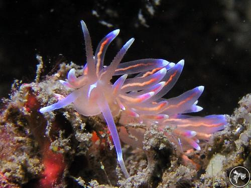 Phyllodesmium opalescens from Taiwan