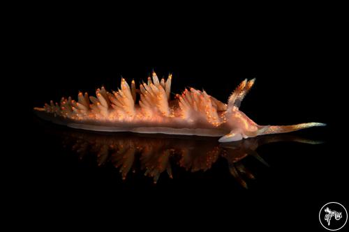 Austraeolis stearnsi from British Columbia, Canada