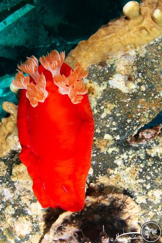 Hexabranchus sanguineus from Jordan