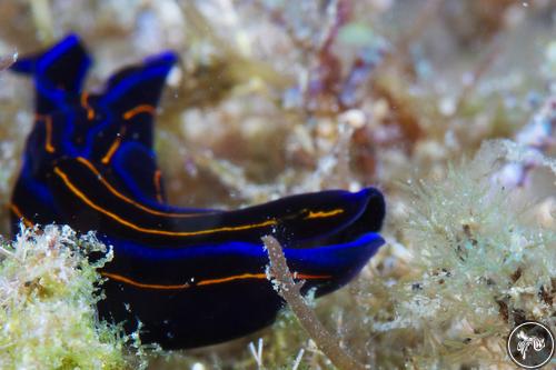 Chelidonura hirundinina from Taiwan