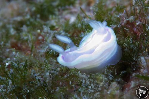 Glossodoris pallida from Taiwan