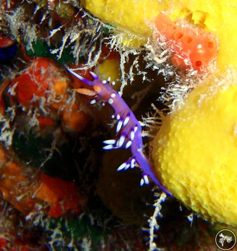 Coryphellina exoptata from French Polynesia