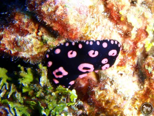 Phyllidiella annulata from French Polynesia