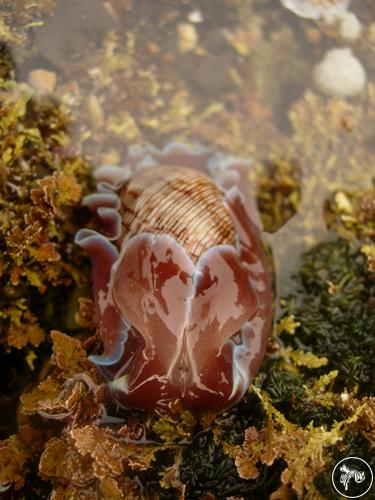 Hydatina physis from Taiwan