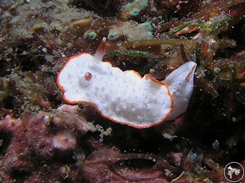 Diaphorodoris mitsuii from Secret Garden, Taiwan