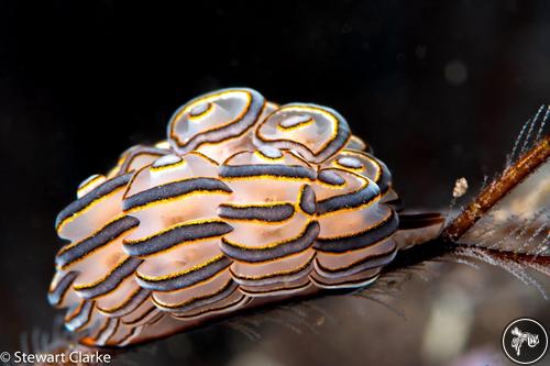 Doto greenamyeri from Anilao, Philippines