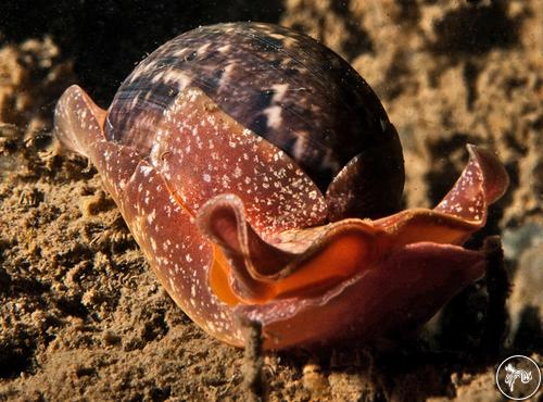 Bulla gouldiana from California, USA