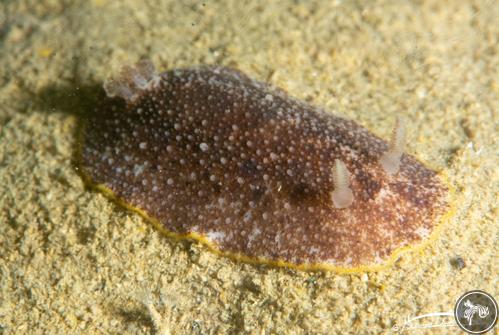 Dendrodoris sp. from United Arab Emirates