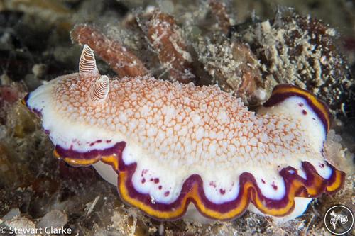 Goniobranchus obsoletus from United Arab Emirates