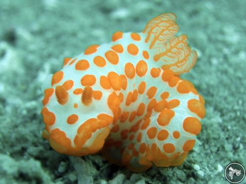 Gymnodoris impudica from Cambodia