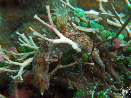 Hypselodoris krakatoa from Cambodia