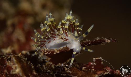 Abronica abronia from California, USA