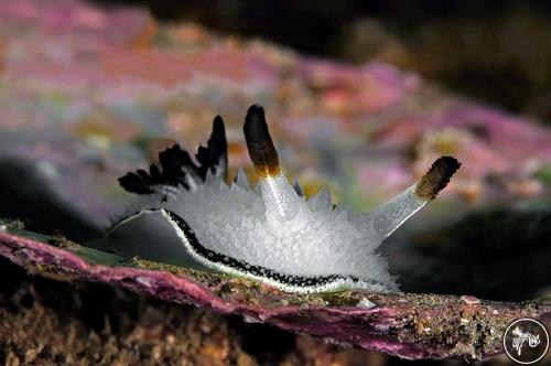 Acanthodoris rhodoceras from California, USA