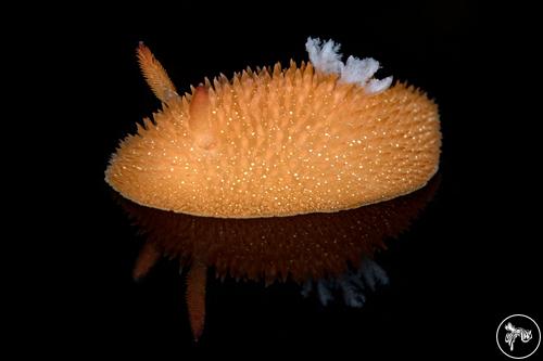 Acanthodoris lutea from California, USA