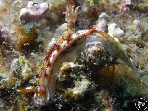 Hypselodoris krakatoa from Vietnam