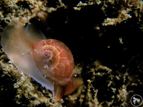 Tanea areolata from Anilao, Philippines