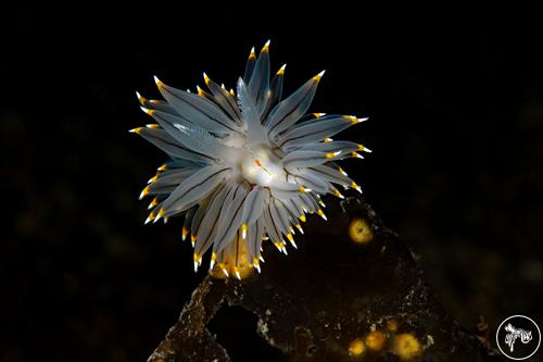 Antiopella fusca from British Columbia, Canada