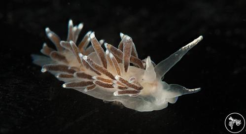 Cuthonella concinna from British Columbia, Canada