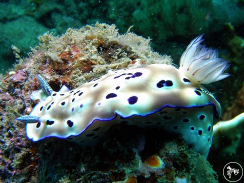 Hypselodoris tryoni from Vietnam