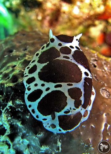 Peltodoris atromaculata from Turkey