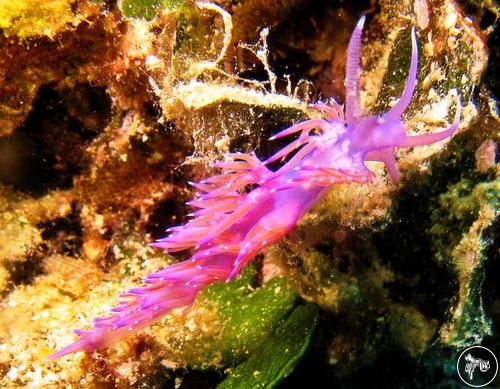 Flabellina affinis from Turkey