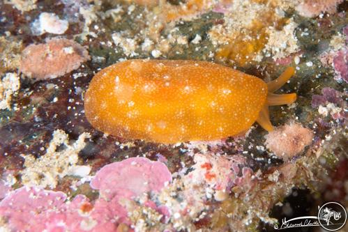 Berthellina sp. from Saudi Arabia