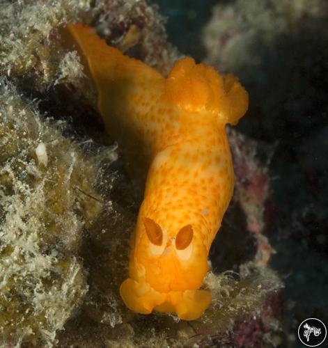 Gymnodoris bicolor from Perhentian, Malaysia