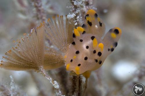 Thecacera pennigera from Thailand