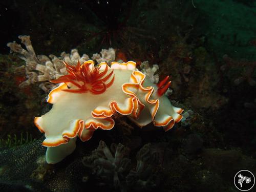 Glossodoris sp. from Indonesia