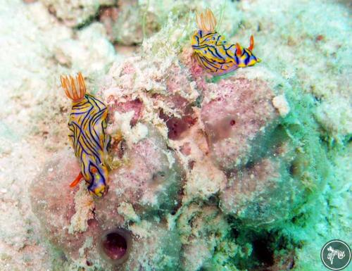 Hypselodoris nigrostriata from Iran