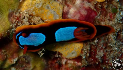 Chromodoris westraliensis from Australia