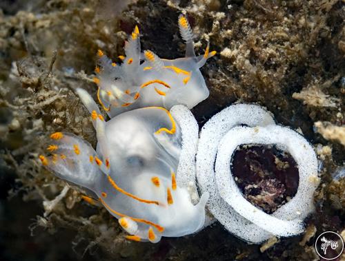 Ancula pacifica from California, USA